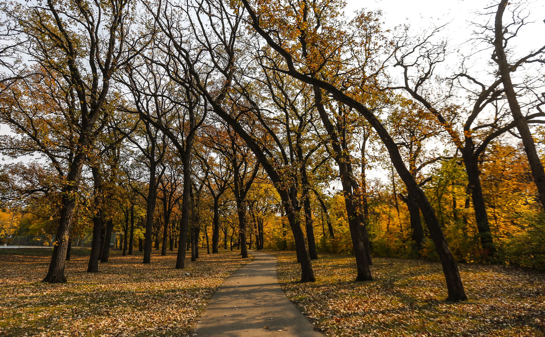 Fall